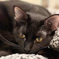 Thumbnail photo of Smooch #1