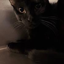 Thumbnail photo of Smooch #2