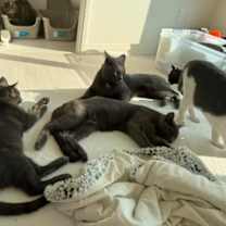 Thumbnail photo of Russian Blue Kittens #3