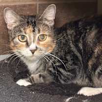 Thumbnail photo of Lizzo #2