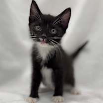 Thumbnail photo of Raisinet #1