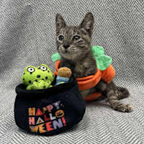 Thumbnail photo of Tipsy #3