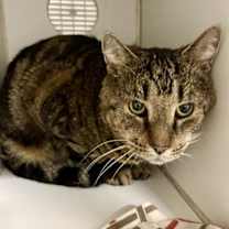 Thumbnail photo of ARTEMIS #1