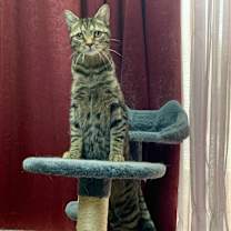 Thumbnail photo of Moxie #2