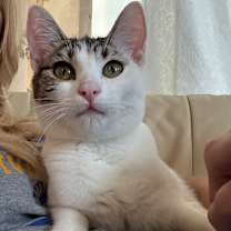 Thumbnail photo of Phernia #1