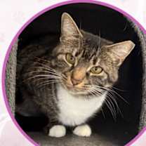 Thumbnail photo of Tiramisu #1