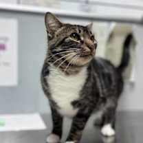 Thumbnail photo of Tiramisu #2