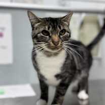 Thumbnail photo of Tiramisu #3