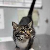 Thumbnail photo of Tiramisu #4