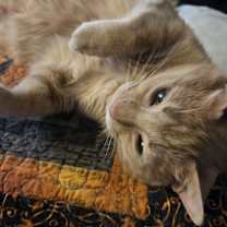 Thumbnail photo of Leo #3