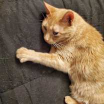 Thumbnail photo of Leo #4