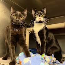 Thumbnail photo of Sophie #3