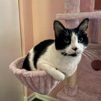 Thumbnail photo of Kinski #4