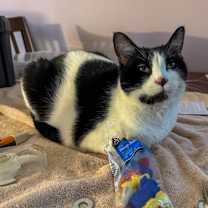 Thumbnail photo of Kinski #2