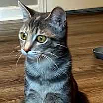 Thumbnail photo of MOMMA MEREDITH GREY #1