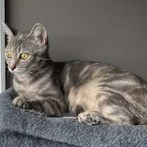 Thumbnail photo of MOMMA MEREDITH GREY #2