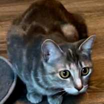 Thumbnail photo of MOMMA MEREDITH GREY #4