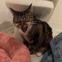 Thumbnail photo of Bae #3