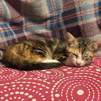 Thumbnail photo of Aurora #2