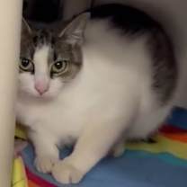 Thumbnail photo of Alora #1