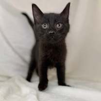 Thumbnail photo of Kelce #1