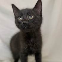 Thumbnail photo of Kelce #3