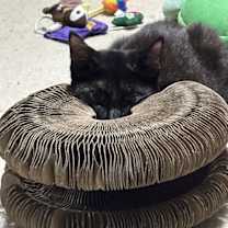 Thumbnail photo of Disa #2