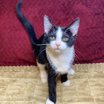 Thumbnail photo of Mochi #2