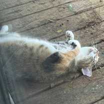 Thumbnail photo of FRANNIE #3