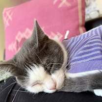 Thumbnail photo of Angry Bird #4