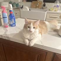 Thumbnail photo of Harley #2