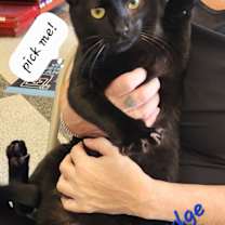 Thumbnail photo of Blackberry Hedge 2160 #2