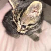 Thumbnail photo of Pepper #2