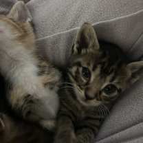 Thumbnail photo of Pepper #3