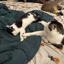 Thumbnail photo of Templeton #2