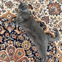 Thumbnail photo of Cleo #1