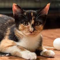 Thumbnail photo of Hazel #1