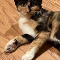 Thumbnail photo of Hazel #2