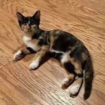 Thumbnail photo of Hazel #3