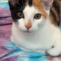 Thumbnail photo of Juniper #1