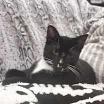 Thumbnail photo of Shaggy #2