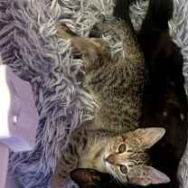 Thumbnail photo of Truffles #2