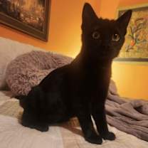 Thumbnail photo of Kadara #3