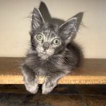 Thumbnail photo of Doc and Sneezy #4