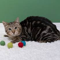 Thumbnail photo of Everly #4