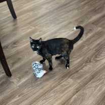 Thumbnail photo of Evie #2