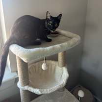 Thumbnail photo of Evie #3