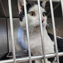 Thumbnail photo of Dorian #2