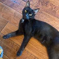 Thumbnail photo of Ziggy #4