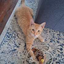 Thumbnail photo of Buddy the Elf #1